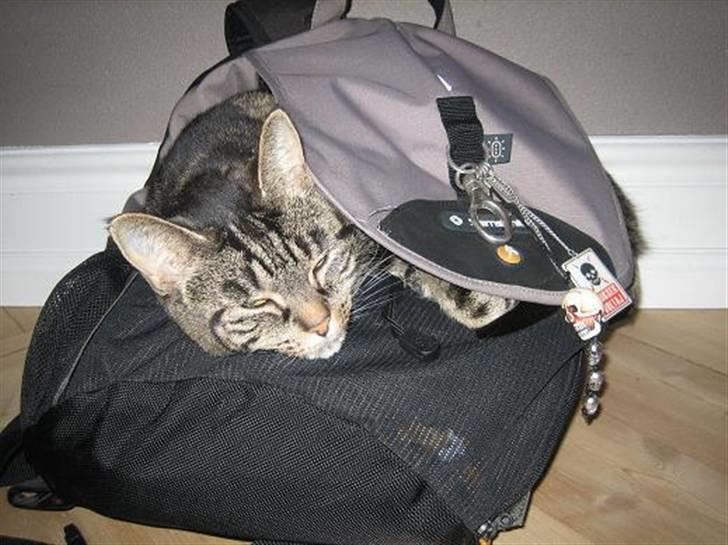 Huskat R.I.P. Mille billede 5