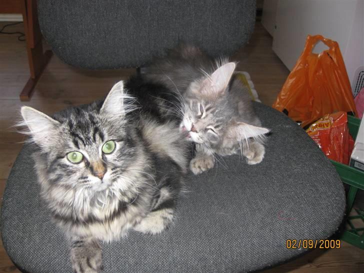 Blanding af racer Luna billede 7