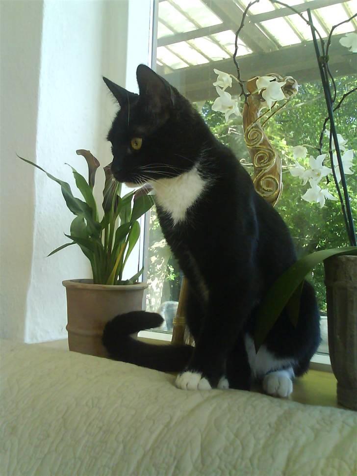 Huskat Mio Min Mio - Der er nu noget ved at sidde i vindueskarmene billede 10