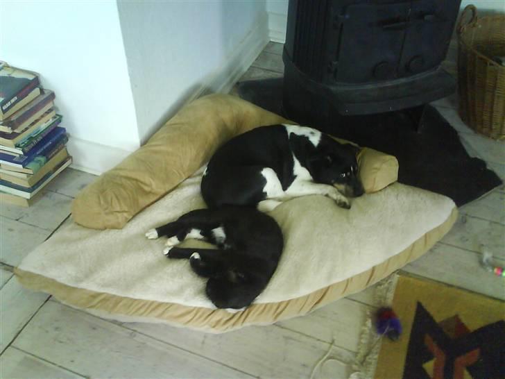 Huskat Mio Min Mio - Mio og hans bedste ven Buster billede 11