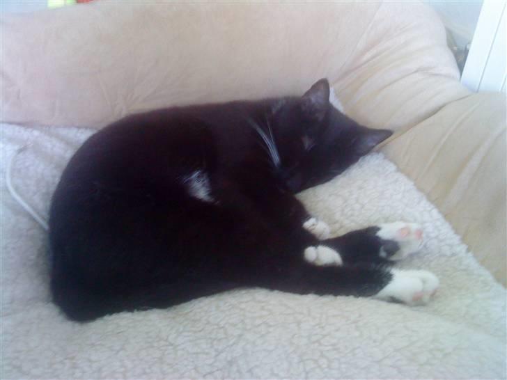 Huskat Mio Min Mio - mio i hans seng billede 12