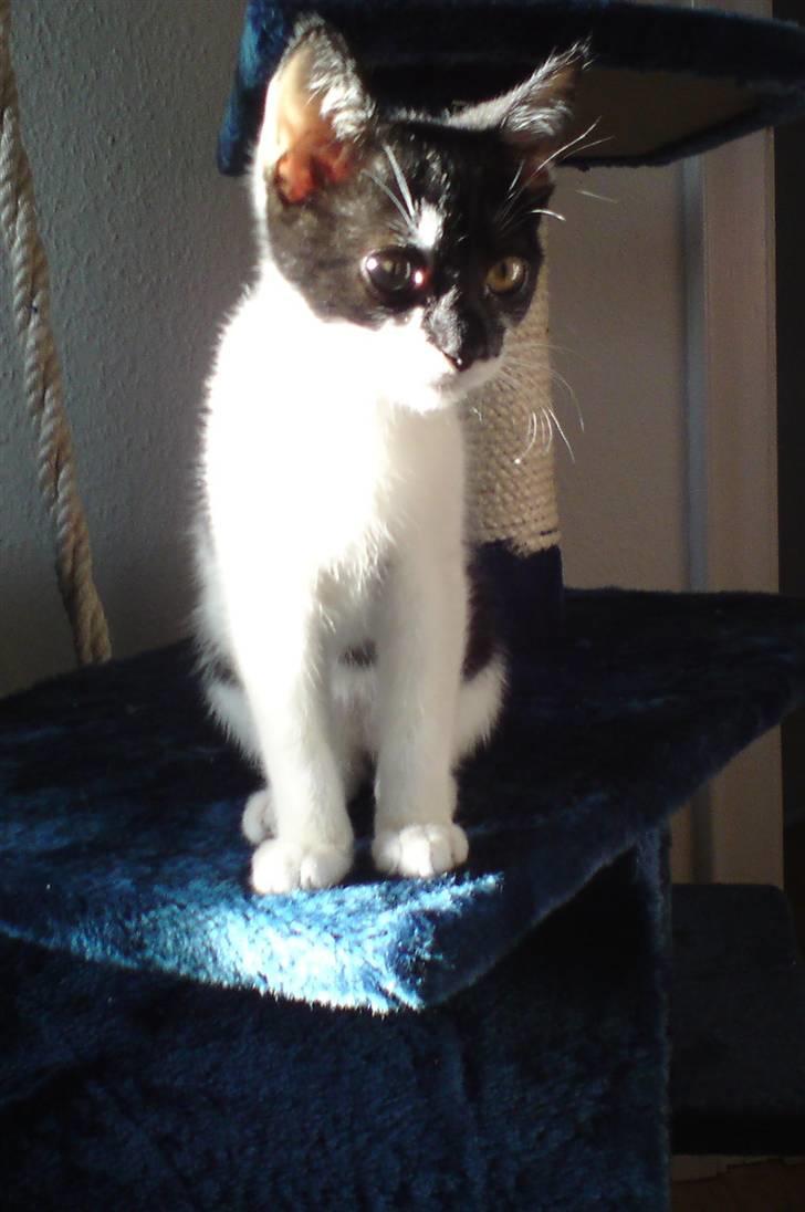 Huskat Malou billede 1