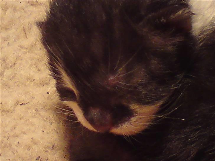 Huskat Malou billede 2