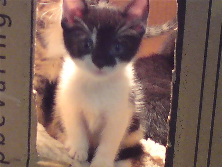 Huskat Malou billede 3