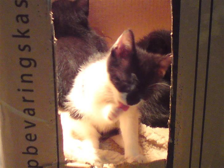 Huskat Malou billede 4