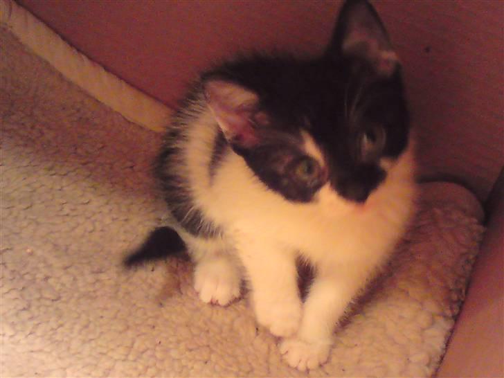 Huskat Malou billede 5