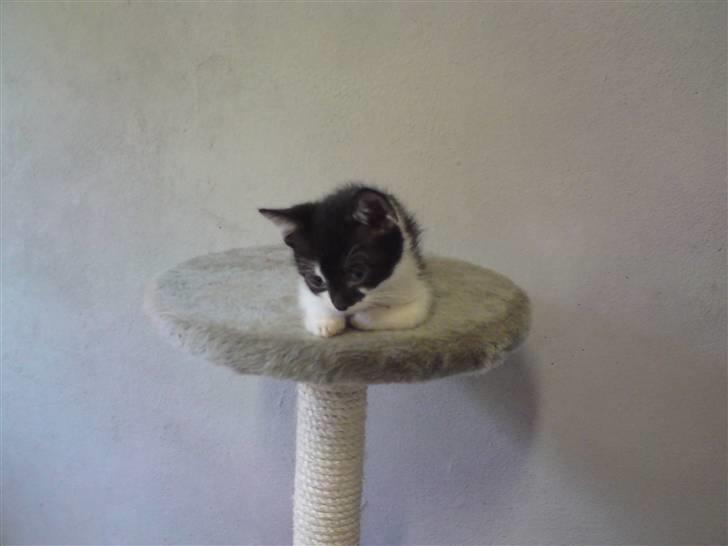 Huskat Malou billede 6