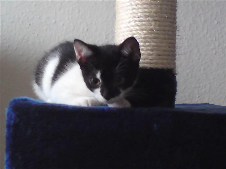 Huskat Malou billede 7