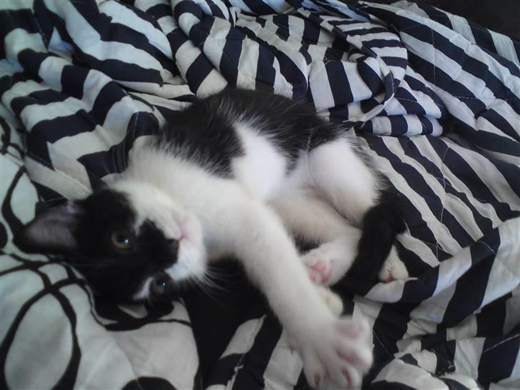 Huskat Malou billede 8