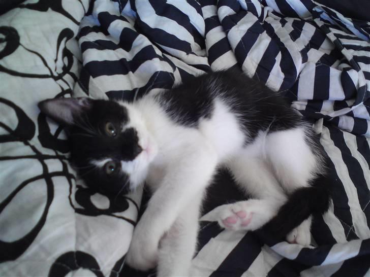 Huskat Malou billede 9