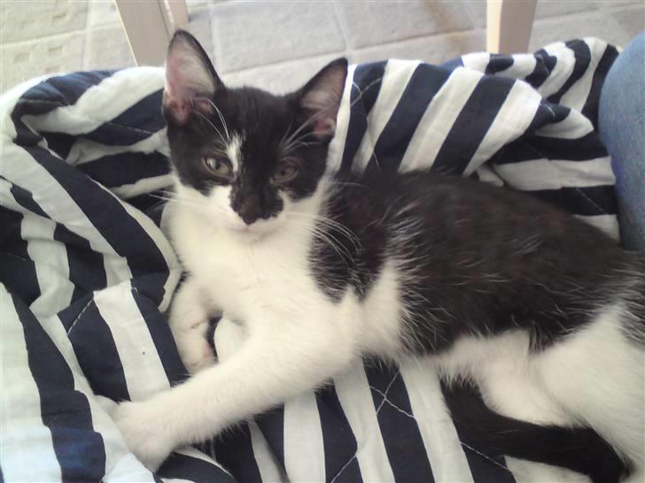 Huskat Malou billede 10