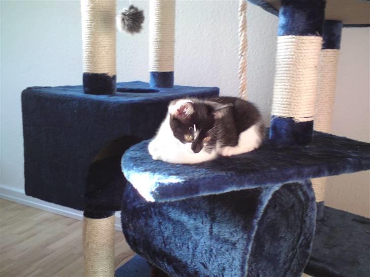 Huskat Malou billede 11