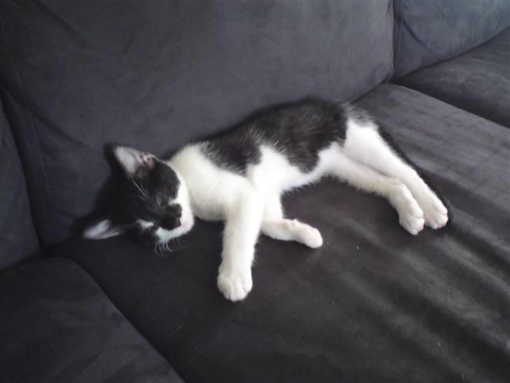 Huskat Malou billede 12