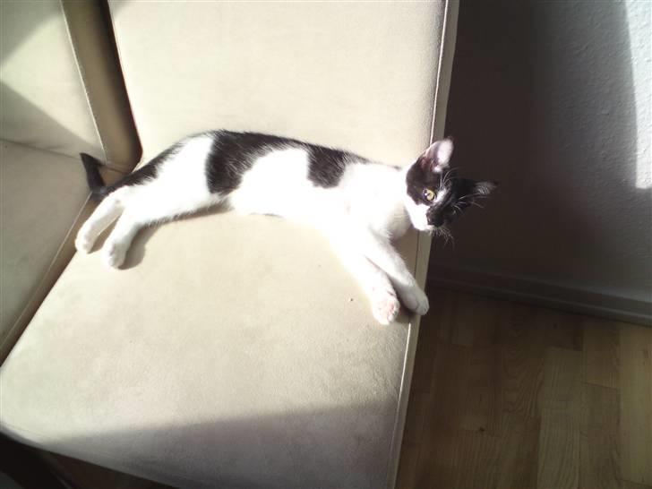 Huskat Malou billede 13