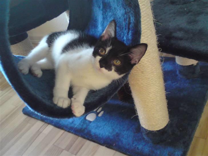 Huskat Malou billede 14