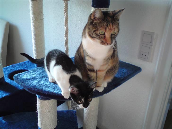 Huskat Malou billede 15