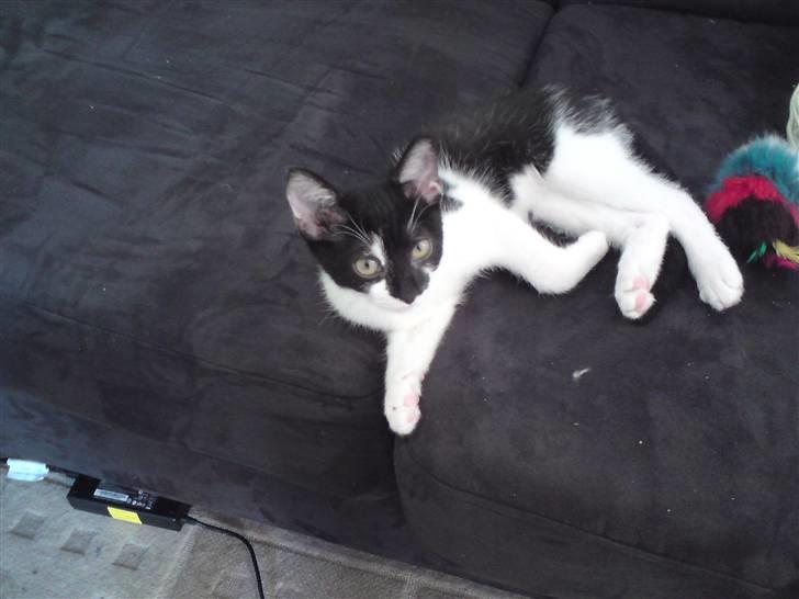 Huskat Malou billede 16