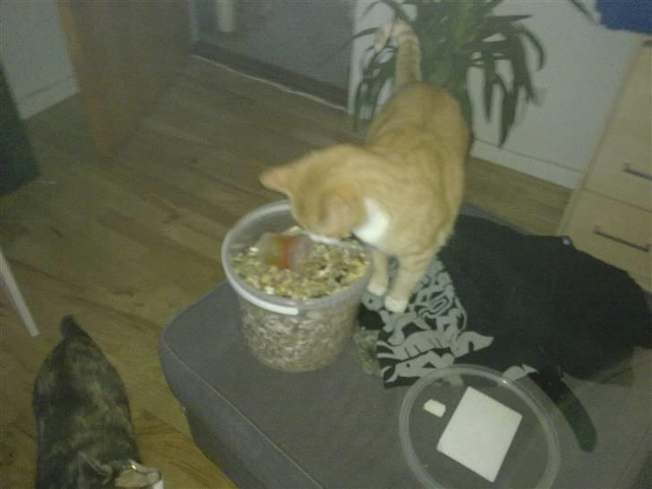 Huskat Garfield R.I.P <3 - Gad vide om det mad marsvinene for smager bedre end mit.. billede 10