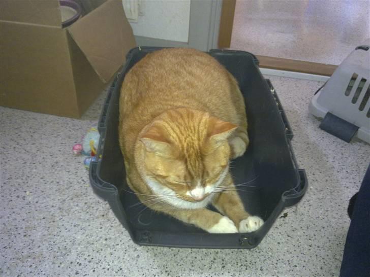 Huskat Garfield R.I.P <3 - I skal endelig ikk tro i kan jage mig væk bare ved at tage låget af min transportkasse... billede 11