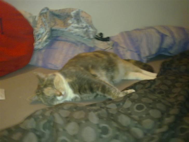 Huskat Daizy - ZzZzZz billede 9