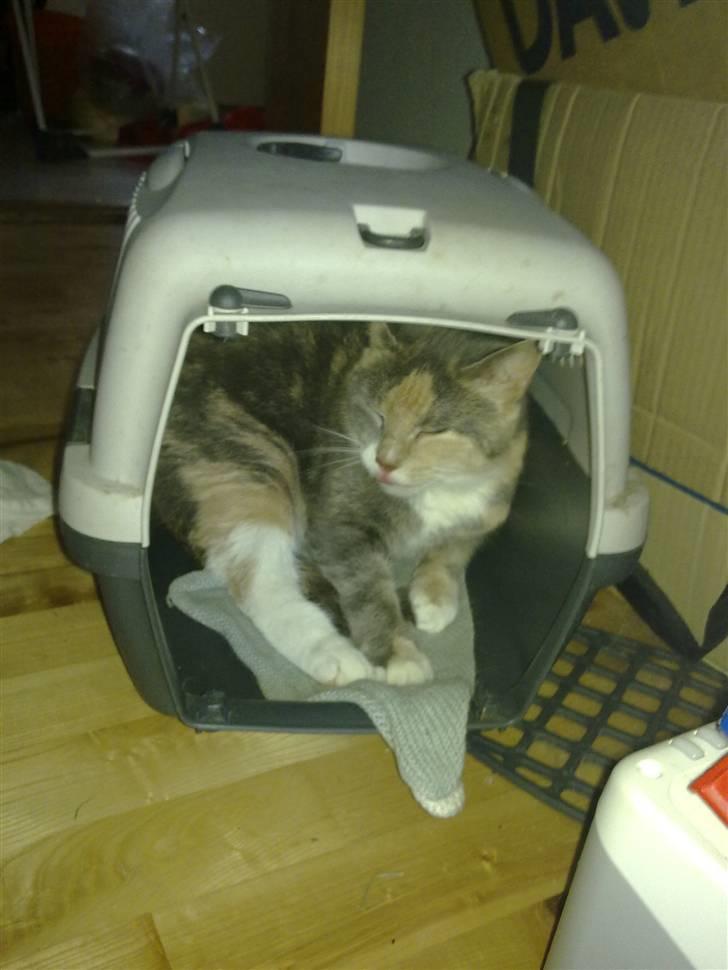 Huskat Daizy - Endelig fik jeg jaget den lille møgkat, til Garfield væk... billede 10