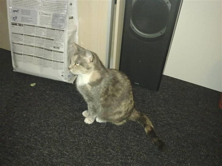 Huskat Daizy - Jeg skal virke uinteressant, så kan det være de lader mig være... billede 11