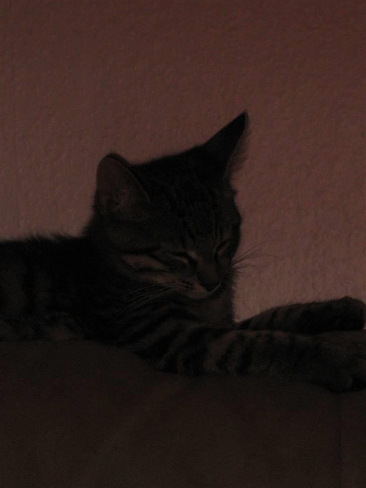 Blanding af racer Bjarke - det er bjarke på nu sin 13 uge  billede 15