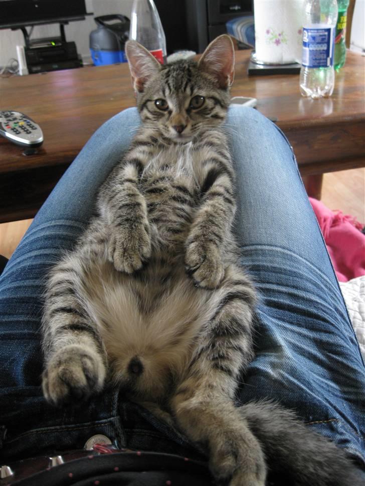 Blanding af racer Bjarke - han er blevet helt vildt stor billede 17