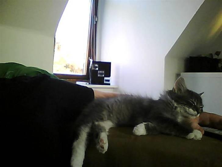 Norsk Skovkat R.I.P Sinus billede 11