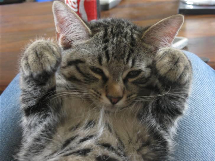 Blanding af racer Bjarke - er han ikke bare kær billede 18