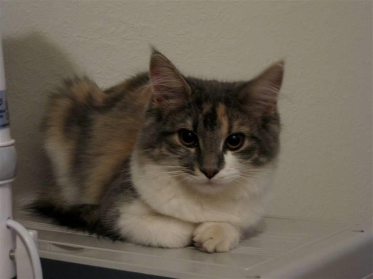 Maine Coon Molly - sidate nye foto af damen. Hehe, hun er vildt smuk ikke? billede 20