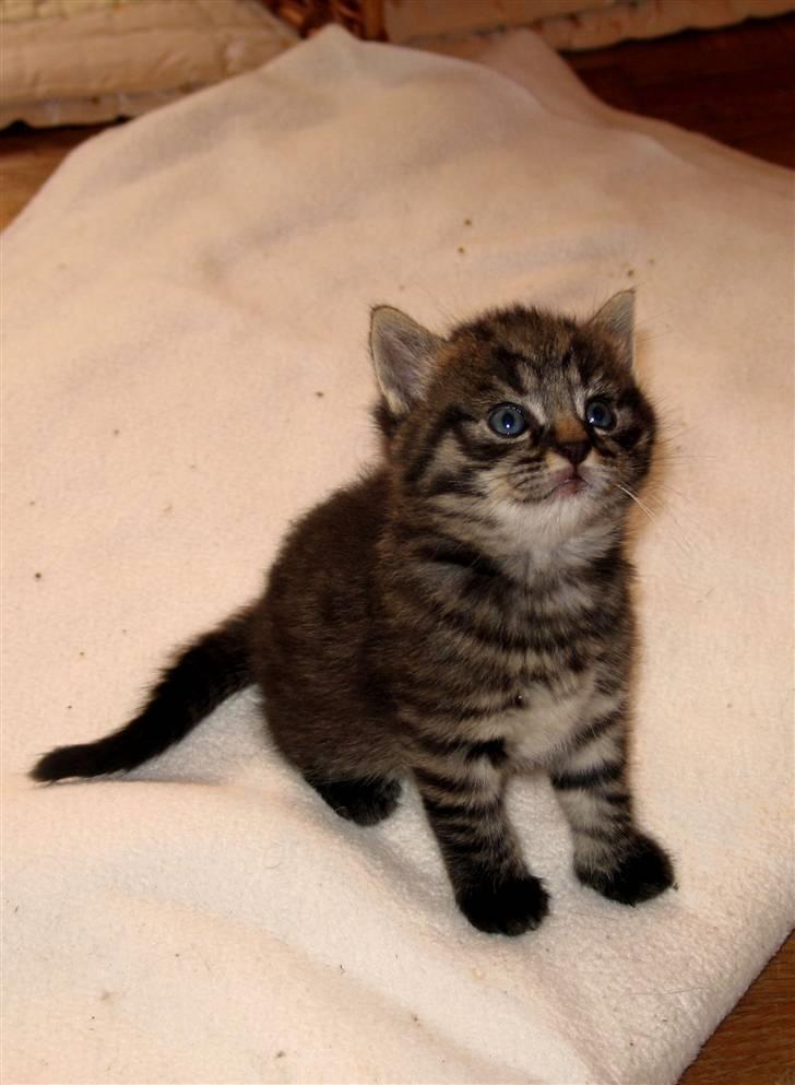 Blanding af racer tjalfe billede 11