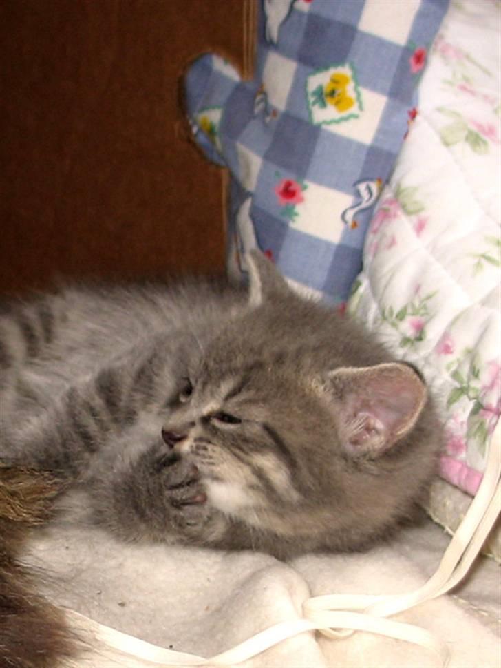 Blanding af racer Mathilde billede 9