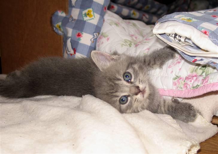 Blanding af racer Mathilde billede 10