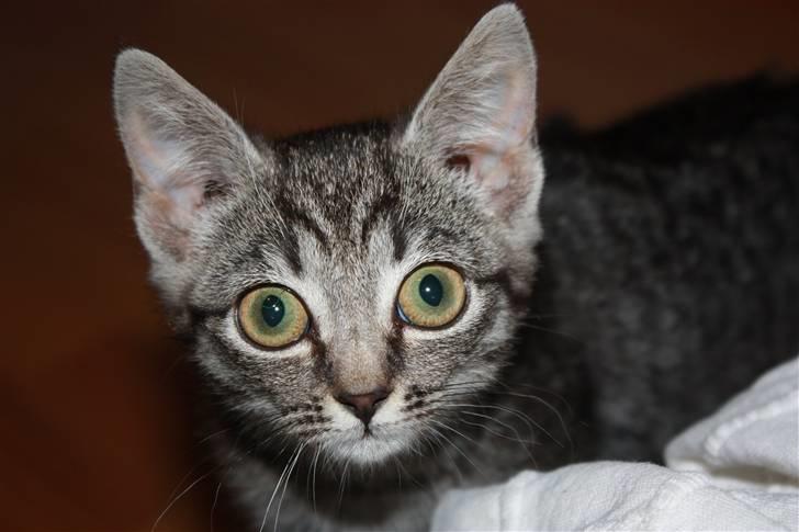 Huskat Freja<3. - Nysgerrige Freja. (; billede 1