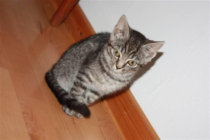 Huskat Freja<3. - Frejsen.<3 billede 2