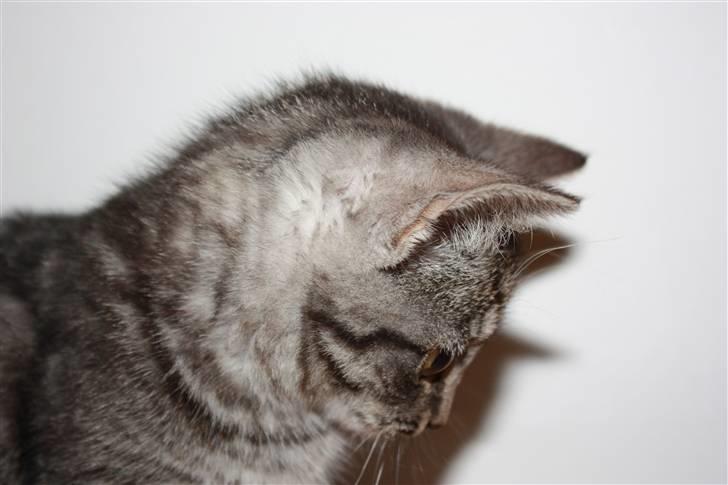 Huskat Freja<3. - :o billede 3