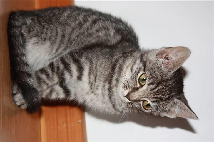 Huskat Freja<3. billede 4