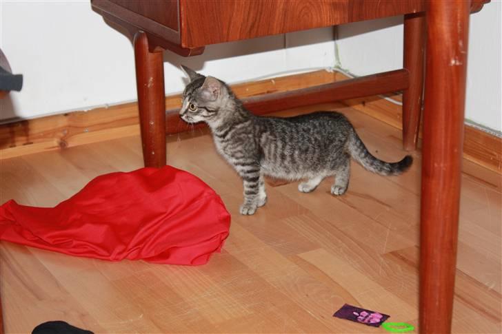 Huskat Freja<3. billede 5