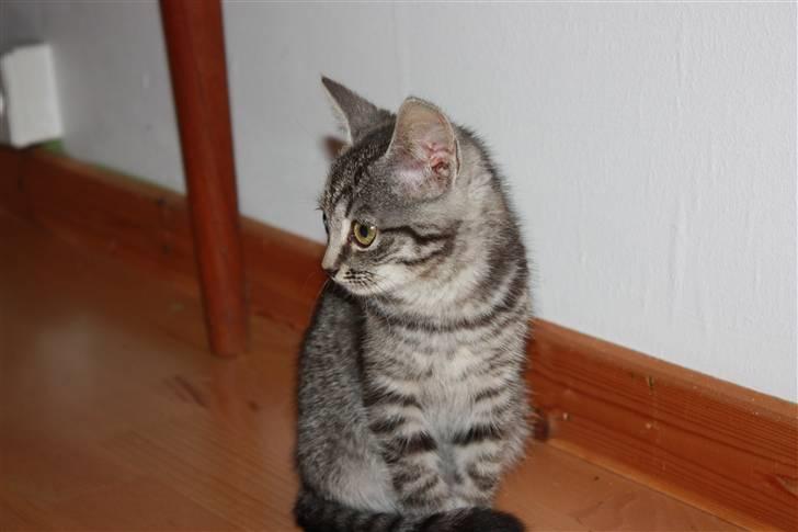 Huskat Freja<3. billede 6