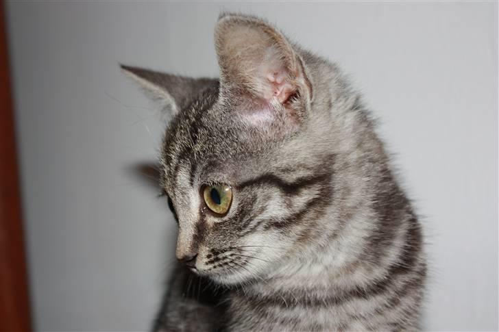 Huskat Freja<3. billede 7