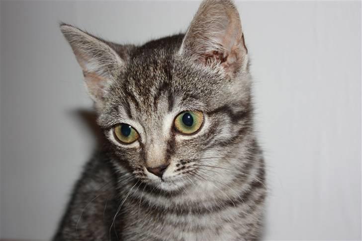 Huskat Freja<3. billede 8