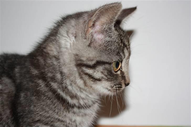 Huskat Freja<3. billede 9