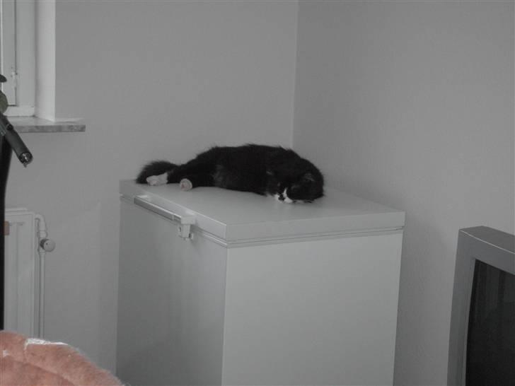 Blanding af racer Bamse billede 7