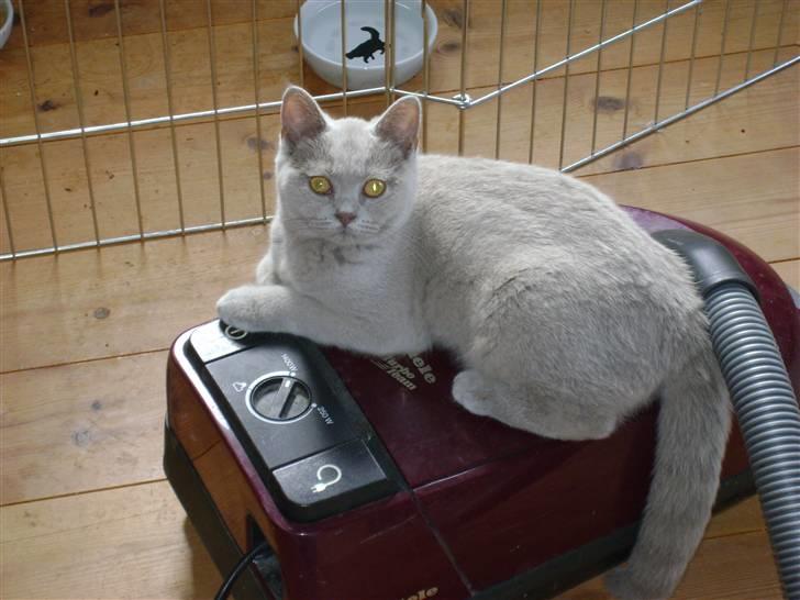 British Shorthair DK Paludans Lucy in the sky billede 3