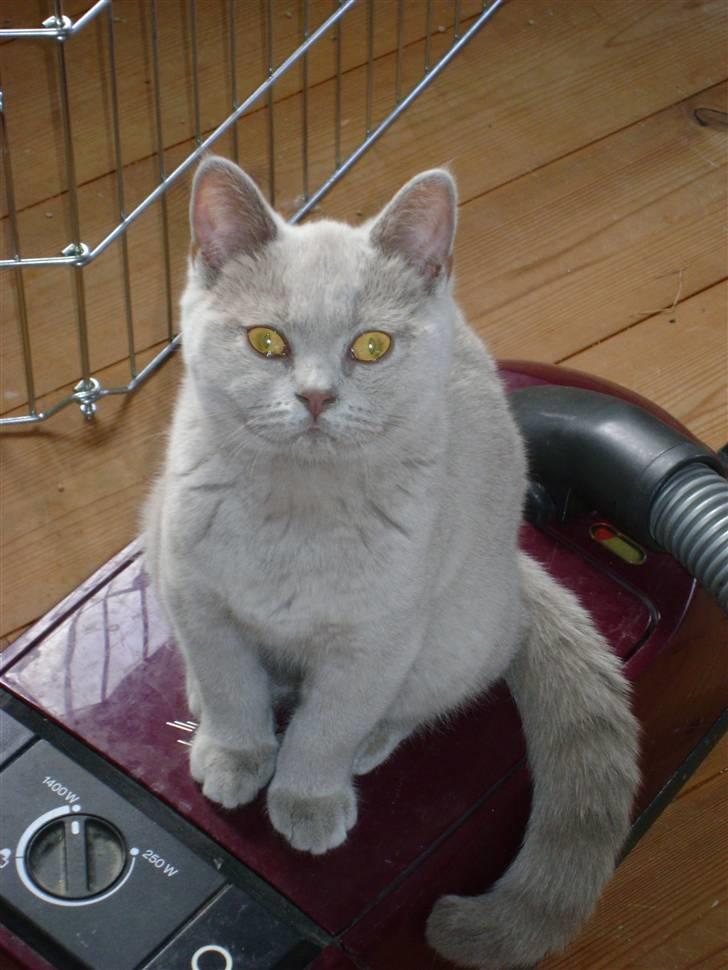 British Shorthair DK Paludans Lucy in the sky billede 4