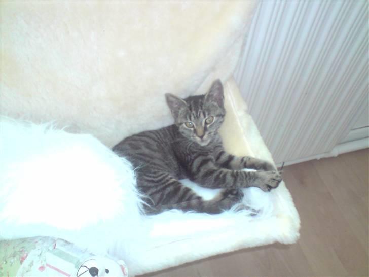 Huskat Liva billede 1