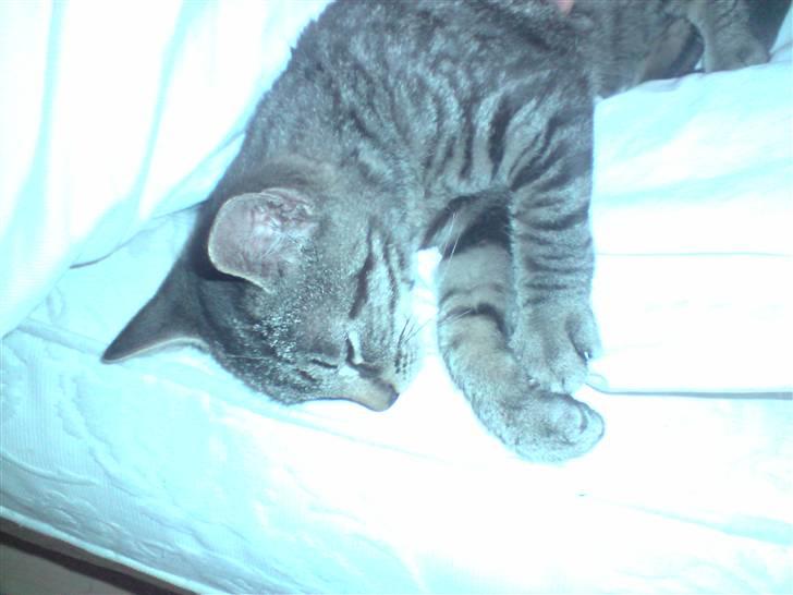 Huskat Liva billede 2