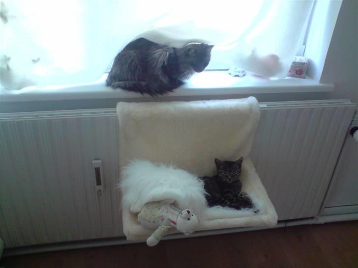 Huskat Liva billede 3