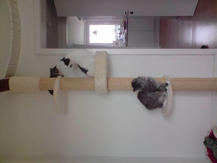 Huskat Liva billede 4